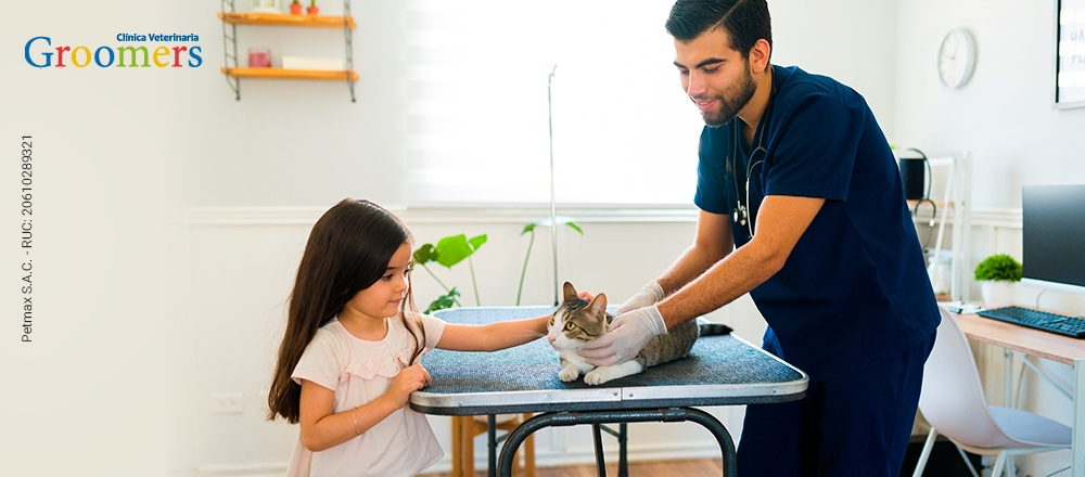 CENTRO MÉDICO FELINO - GROOMERS - Club De Suscriptores El Comercio Perú.