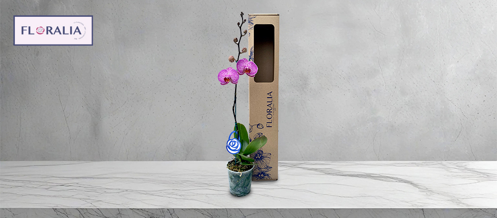 FLORALIA | 20% DSCTO. ORQUÍDEAS Y PLANTAS - FLORALIA FLORALIA | 20% DSCTO. ORQUÍDEAS Y PLANTAS - FLORALIA - Club De Suscriptores El Comercio Perú.