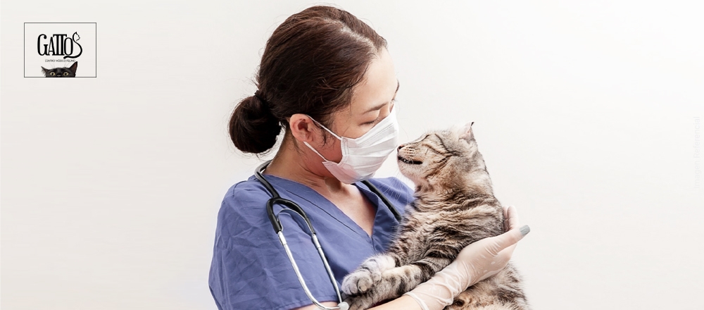 CENTRO MÉDICO FELINO GATTOS - GROOMERS CENTRO MÉDICO FELINO GATTOS - GROOMERS - Club De Suscriptores El Comercio Perú.