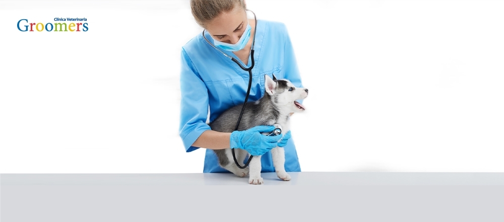 GROOMERS | ATENCIÓN MEDICA - GROOMERS GROOMERS | ATENCIÓN MEDICA - GROOMERS - Club De Suscriptores El Comercio Perú.