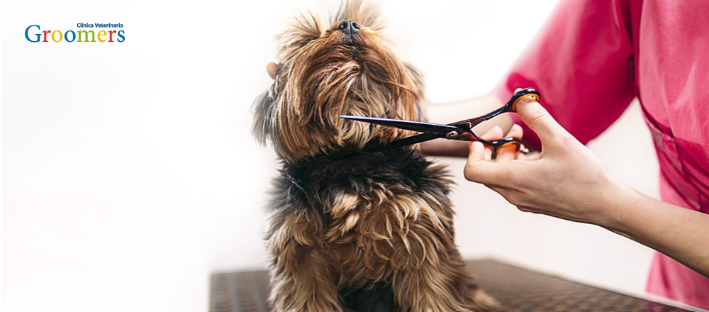 GROOMERS | BAÑO & PELUQUERÍA - GROOMERS GROOMERS | BAÑO & PELUQUERÍA - GROOMERS - Club De Suscriptores El Comercio Perú.