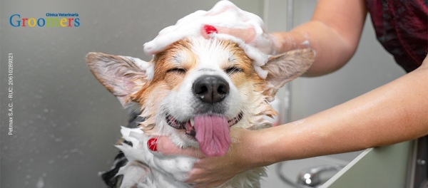 Groomers | Baño & Peluquería