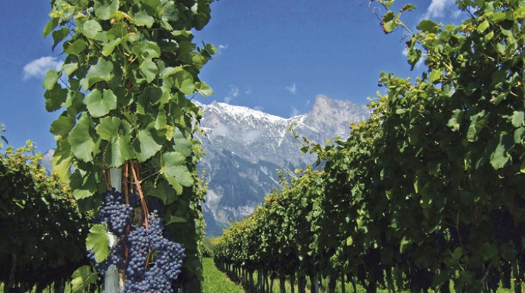 NM VIAJES | MENDOZA - NUEVO MUNDO VIAJES NM VIAJES | MENDOZA - NUEVO MUNDO VIAJES