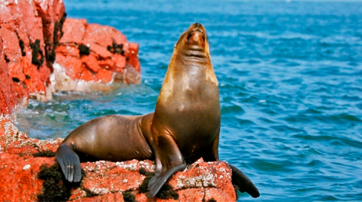 NM VIAJES | PARACAS - NUEVO MUNDO VIAJES NM VIAJES | PARACAS - NUEVO MUNDO VIAJES