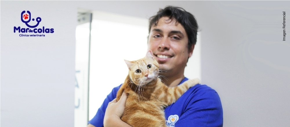 VETERINARIA MAR DE COLAS - CHEQUEO PREVENTIVO - VETERINARIA MAR DE COLAS VETERINARIA MAR DE COLAS - CHEQUEO PREVENTIVO - VETERINARIA MAR DE COLAS - Club De Suscriptores El Comercio Perú.