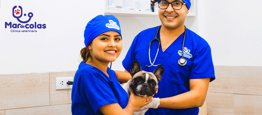 VETERINARIA MAR DE COLAS | CONSULTAS GRATIS - VETERINARIA MAR DE COLAS VETERINARIA MAR DE COLAS | CONSULTAS GRATIS - VETERINARIA MAR DE COLAS - Club De Suscriptores El Comercio Perú.