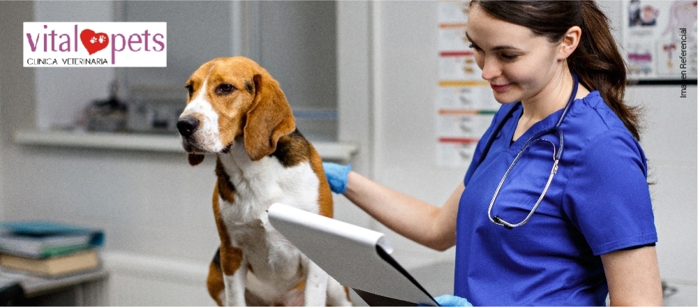 VETERINARIA VITAL PETS - VITAL PETS VETERINARIA VITAL PETS - VITAL PETS - Club De Suscriptores El Comercio Perú.