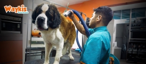 Waykis Veterinaria-Salud y Veterinarias - Servicios Especializados-Mascotas